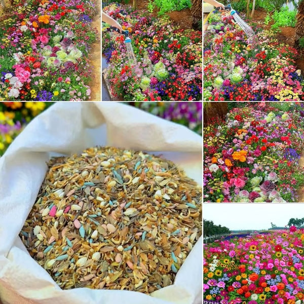 🔥Last day clearance💝Premium Cold-Hardy Mixed Perennial Flower Seeds - Selected 40+ Fall Planting Mix