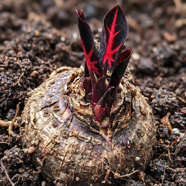 🌈 Giant Caladium Bulbs 🎊The color wizard that creates a dream garden 🌿✨