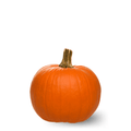 Pumpkin Mammoth Gold Seeds – Giant Size. Golden Skin & Sweet Flesh