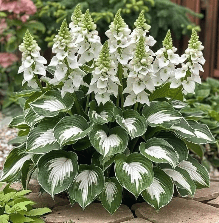 🌿 Rare Hosta Seeds — Premium. Shade-Loving Perennials with Lush Foliage🌈
