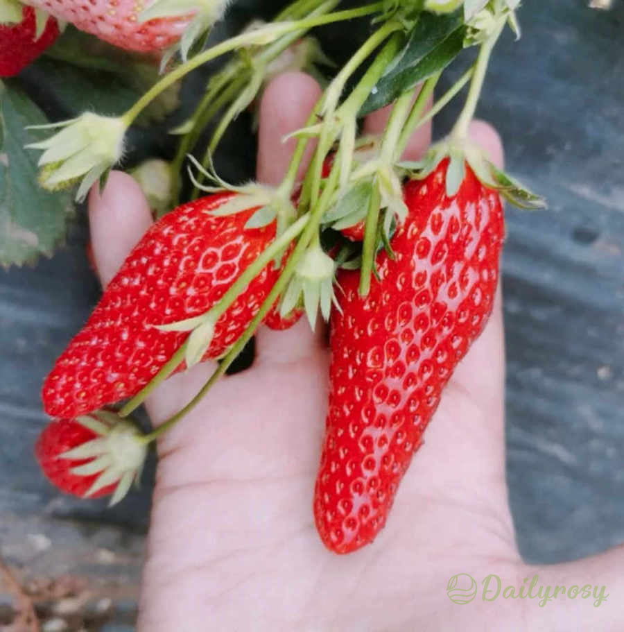 🍓Chili Strawberry Seeds – Easy Growing. Sweet Harvests
