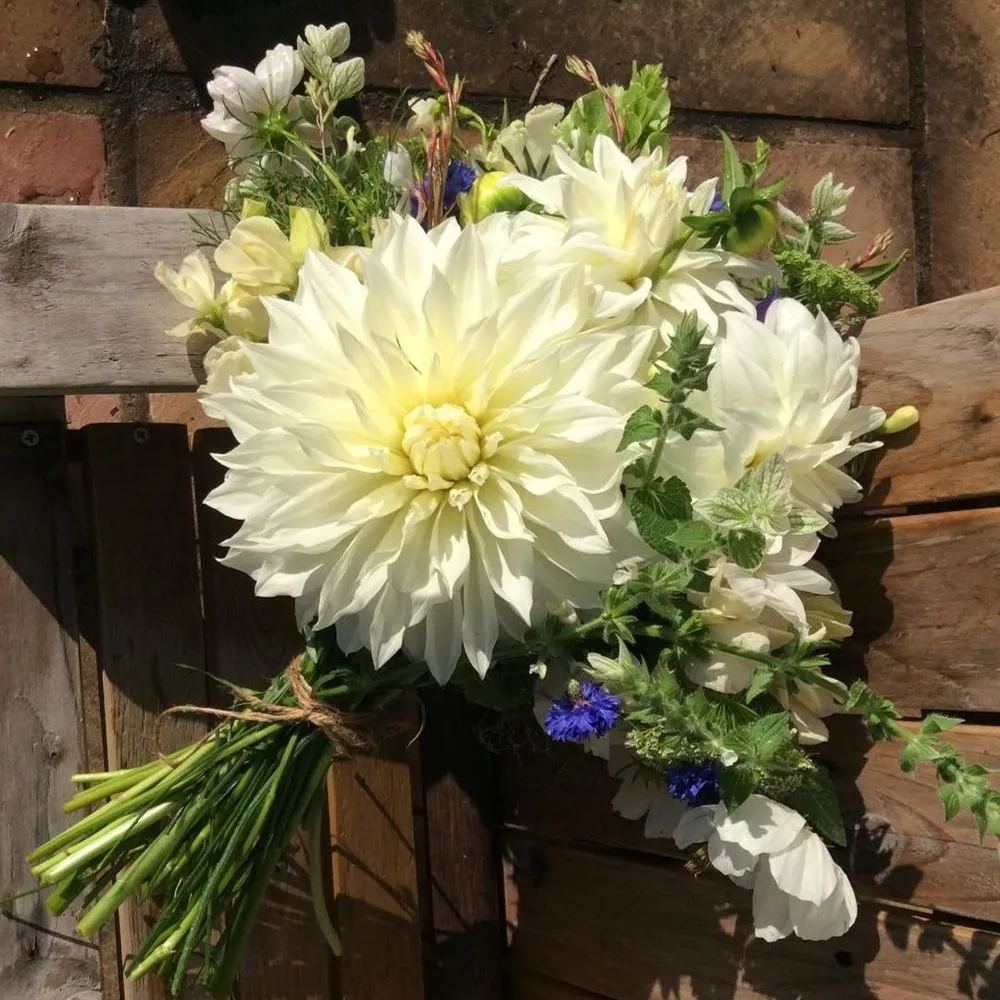 🌸Dinnerplate Dahlia Bulbs – Giant Show-Stopper Blooms
