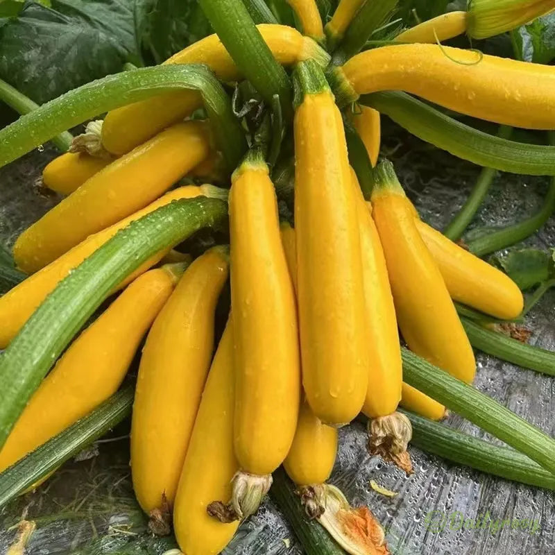Banana Zucchini - Golden Zucchini🌿Can be planted in all seasons