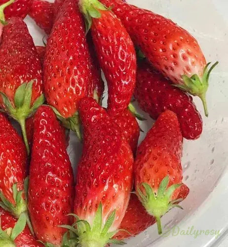 🍓Chili Strawberry Seeds – Easy Growing. Sweet Harvests