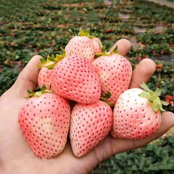 🍓 Peach-Smoked Strawberry Seeds
