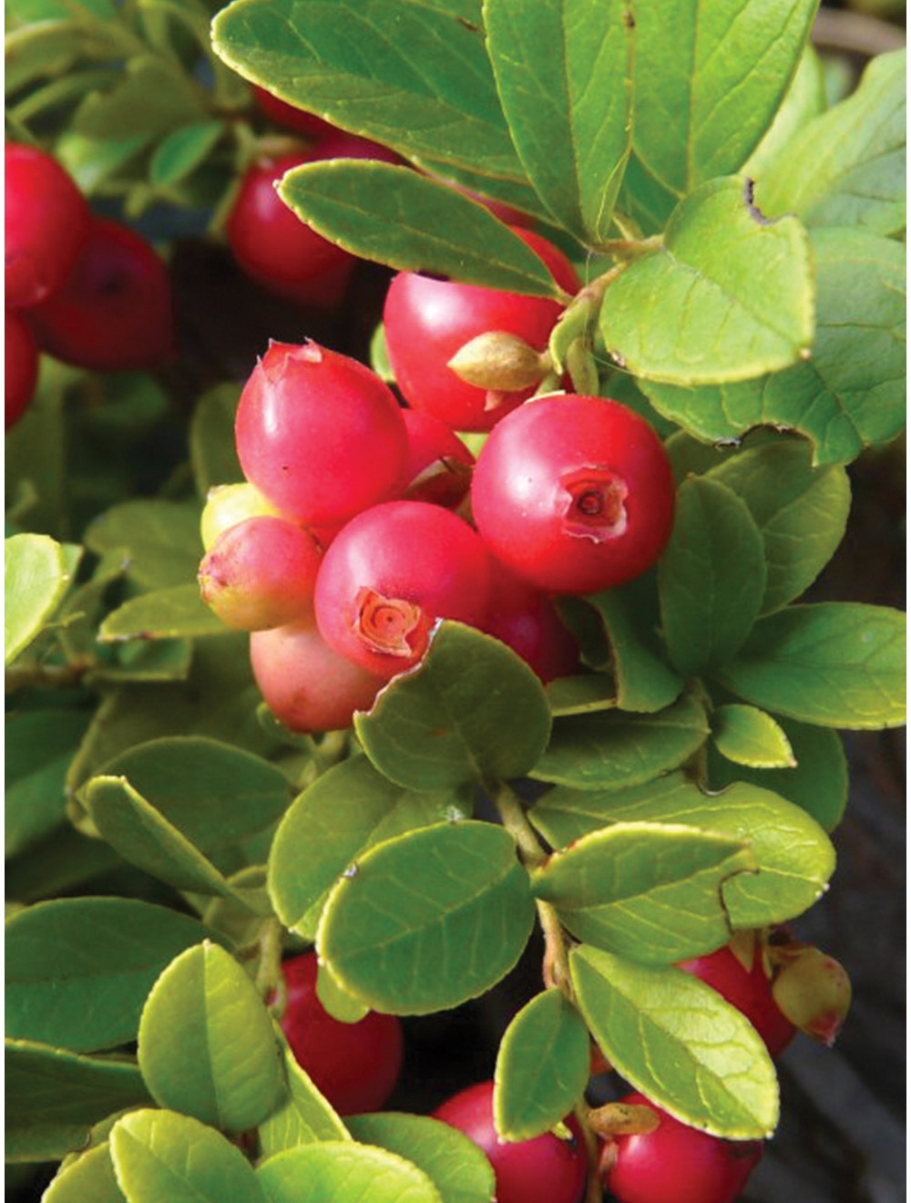 Lingonberry. Koralle