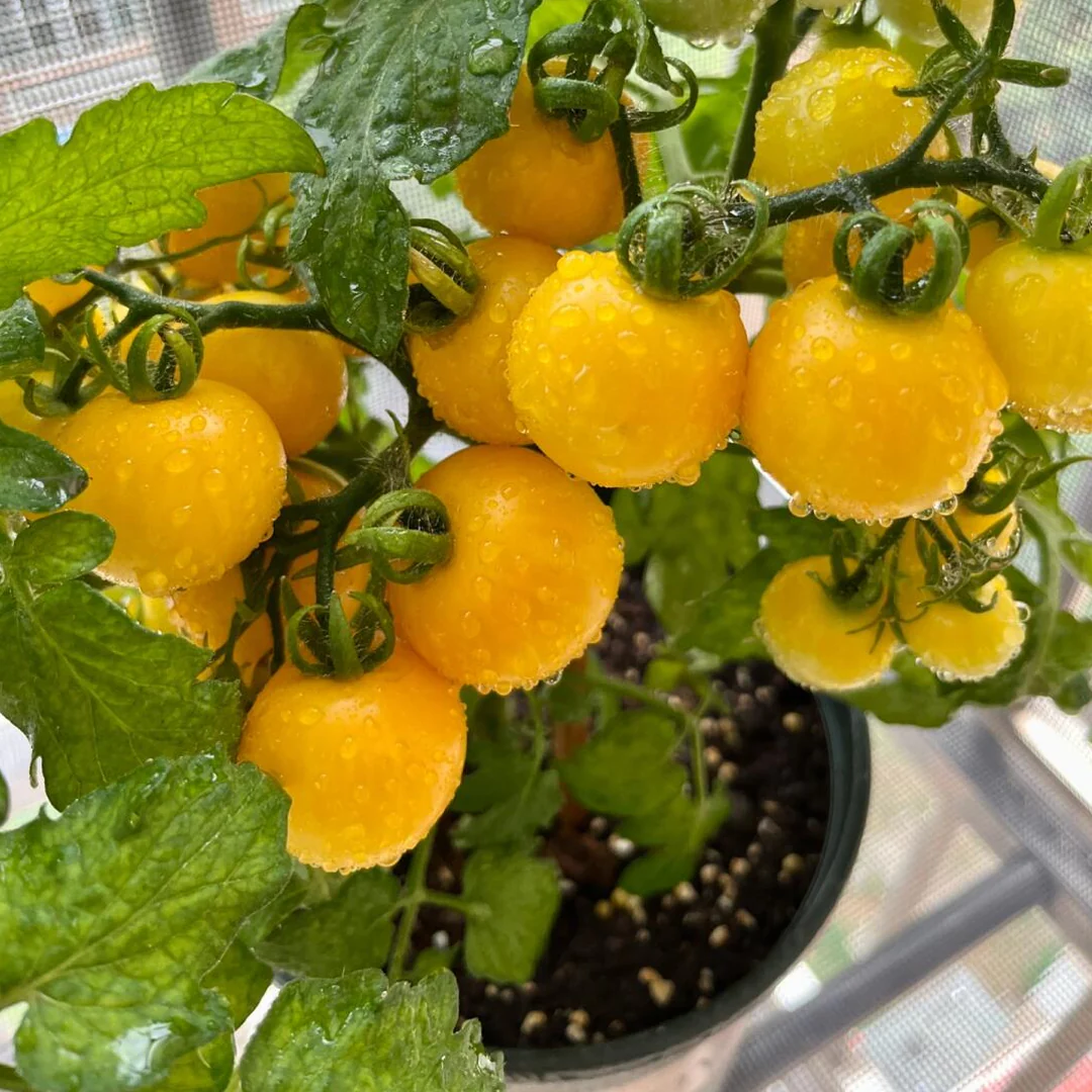 🍅🍅Potted Dwarf Tomato Seeds
