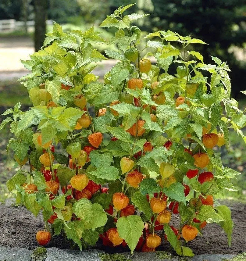 🎉65% OFF💥🔥Lantern Cherry Seeds🍓🍒Winter Ground Cherry-Strawberry Ground Cherry