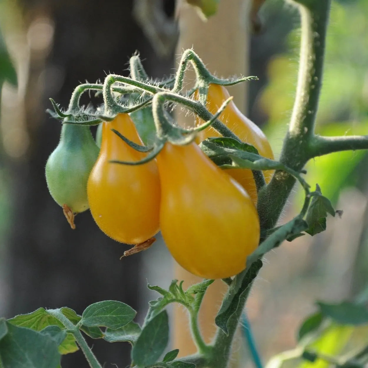 Waterfall Tomato Seeds