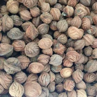 🌟Golden Legend - Golden Peach Seeds