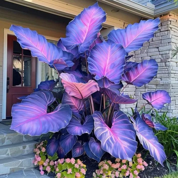 🌈 Giant Caladium Bulbs 🎊The color wizard that creates a dream garden 🌿✨