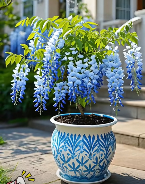 🇺🇸 Celebrate America's 250th with Red. White & Blue Wisteria Seeds 🌸