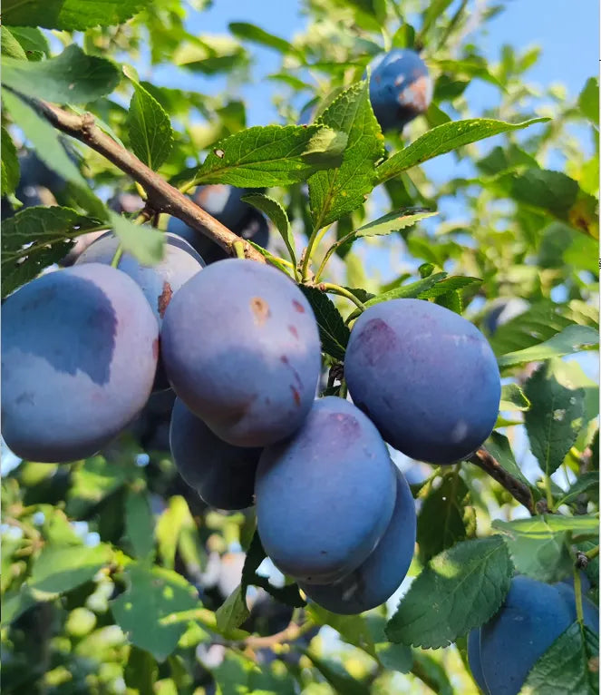 Prune Plum Trees Seeds