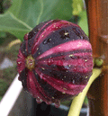 🌈Rainbow Figs (BNR Figs) – Pretty And Delicious