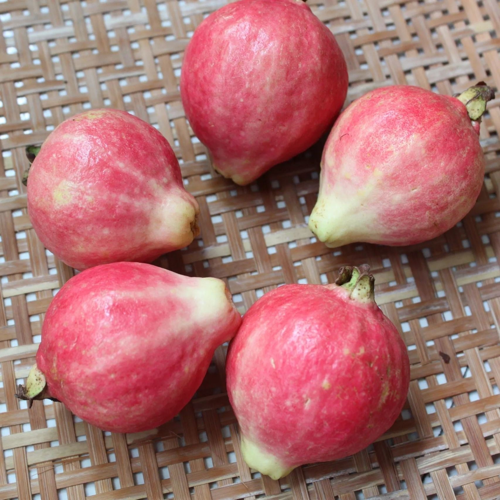 Guava Seeds--The Beauty Of Winter❄️