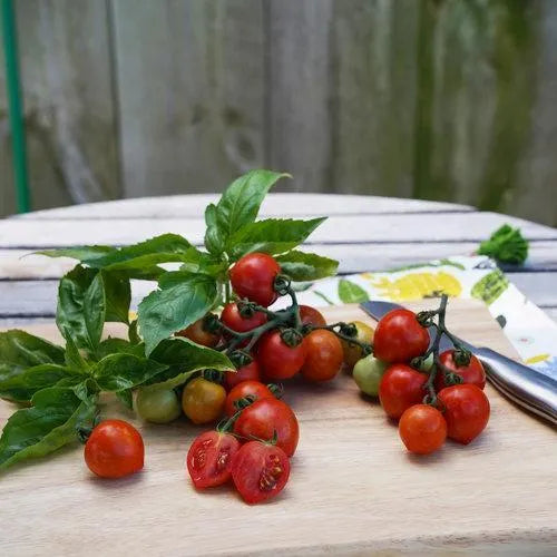 Tempting Tomatoes - Goodhearted