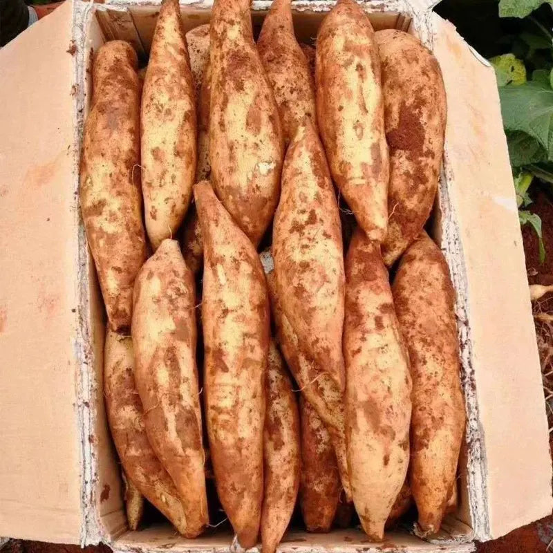 Yacon Seeds