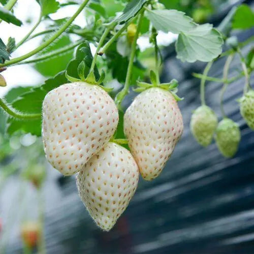 Rare Creamy White Strawberry Seeds
