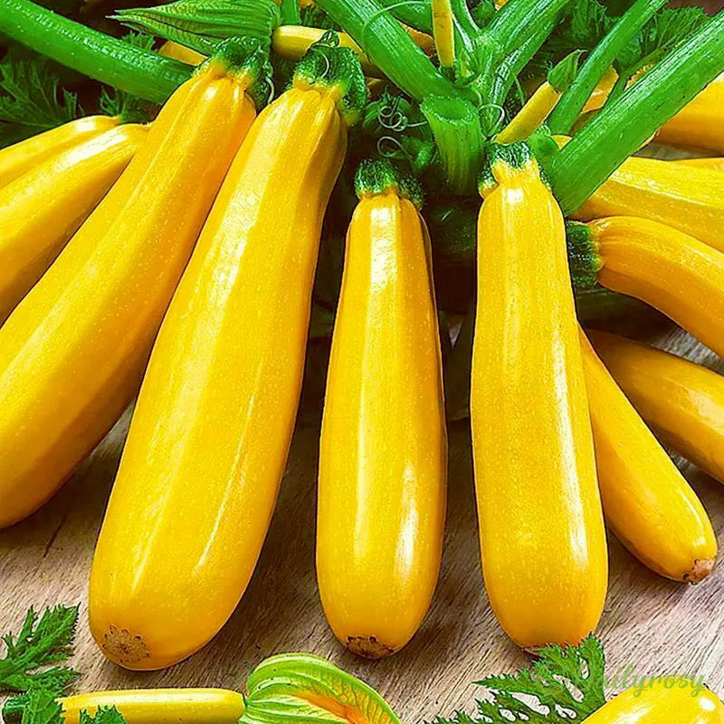Banana Zucchini - Golden Zucchini🌿Can be planted in all seasons