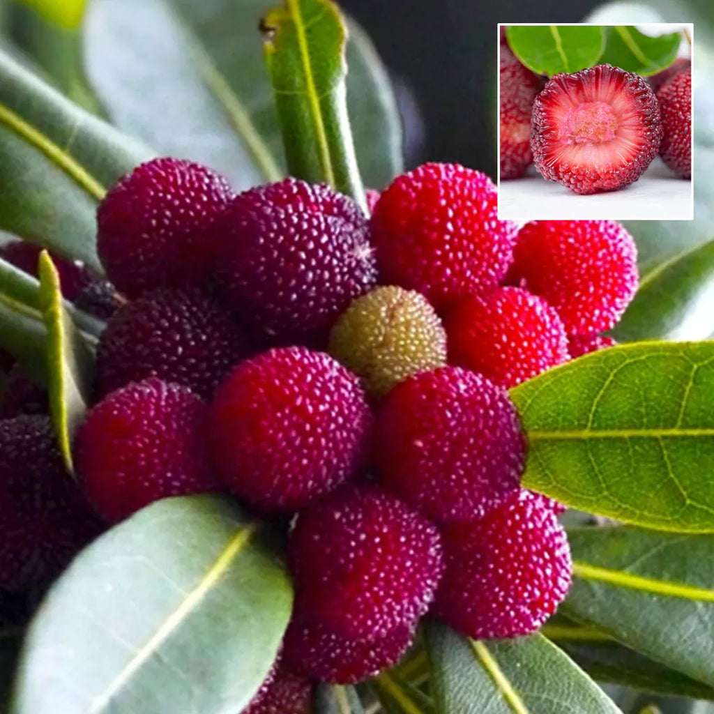 Giant Bayberry: Ping-Pong Ball Size. ⭐Strawberry-Cherry Fusion Flavor