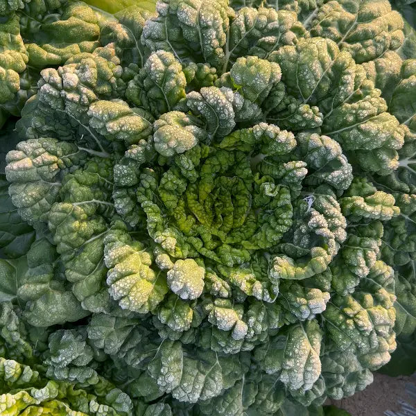 Brassica Narinosa Seeds 🥬