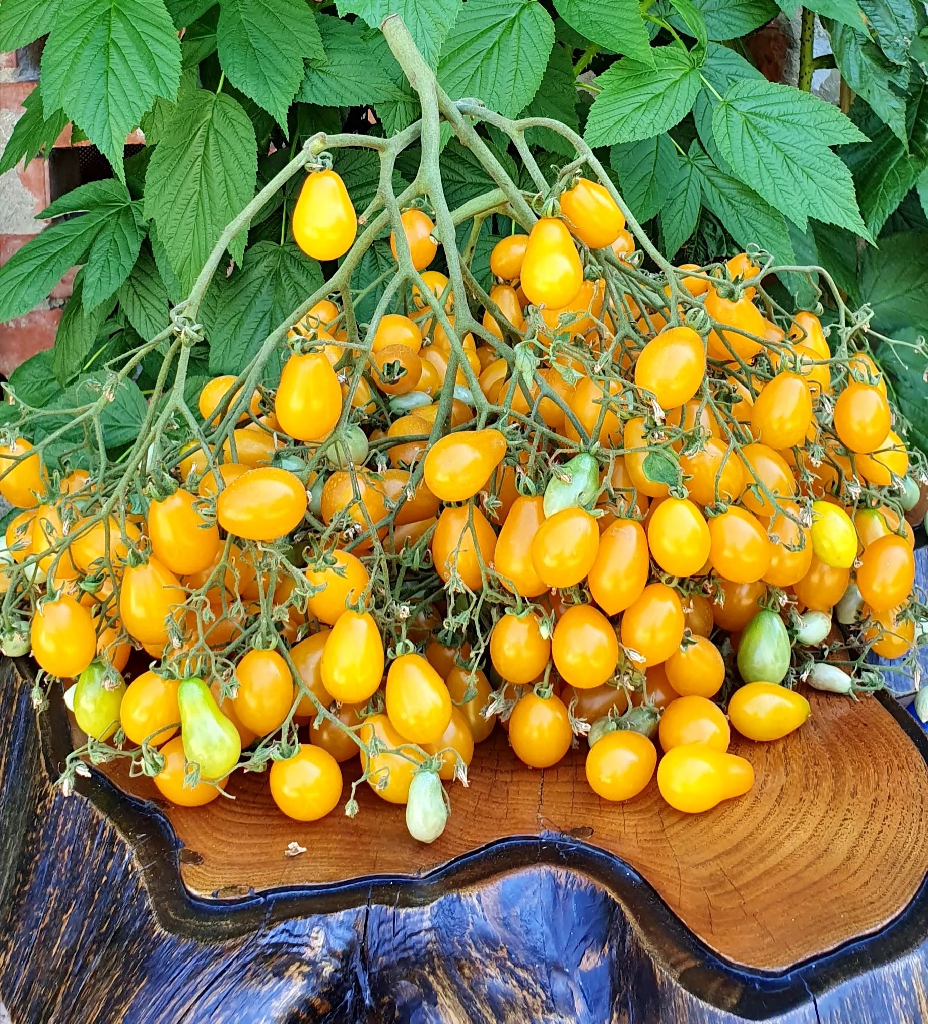 Waterfall Tomato Seeds
