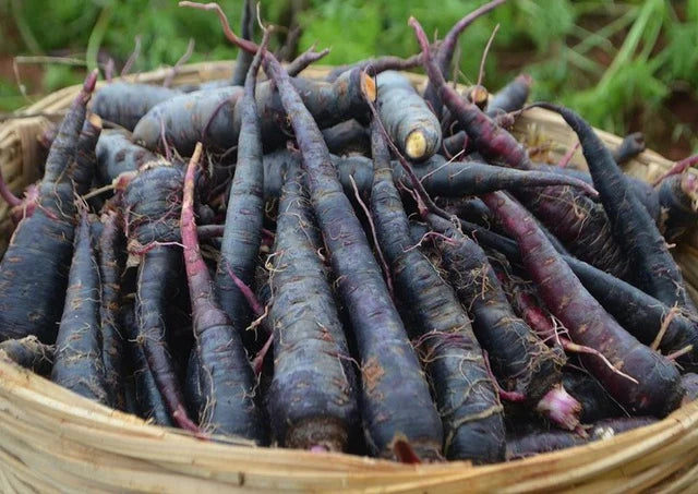 Black Nebula Carrot