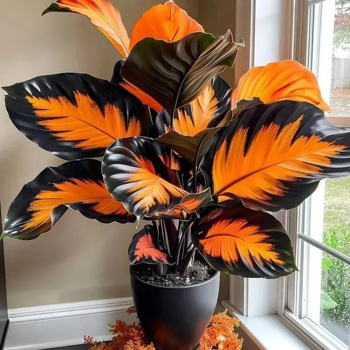 Rare Giant Tall Hosta Bulbs – Towering Elegance & Shade-Tolerant Beauty