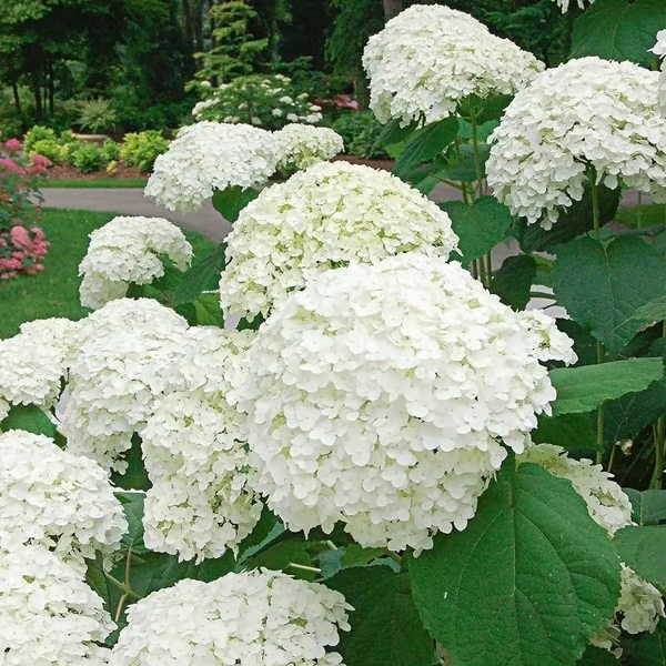 🔥 Limited Edition! Red. White & Blue Hydrangeas for America's 250th 🇺🇸