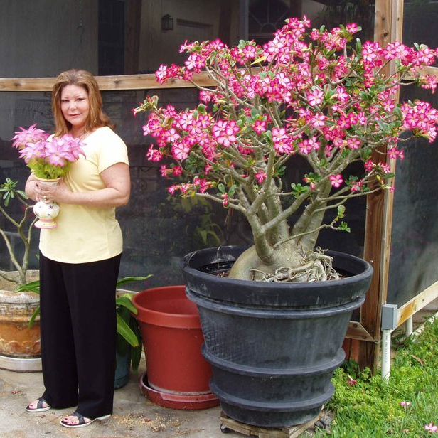 🎁Desert Rose Bulbs🌵Super easy care! 🌸 Adenium Obesum Bulbs