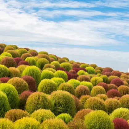 ❤️Bassia Scoparia Seeds——Colorful Grass Ball