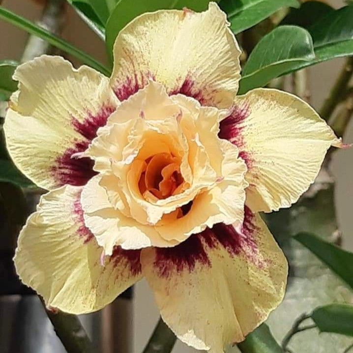 🎁Desert Rose Bulbs🌵Super easy care! 🌸 Adenium Obesum Bulbs