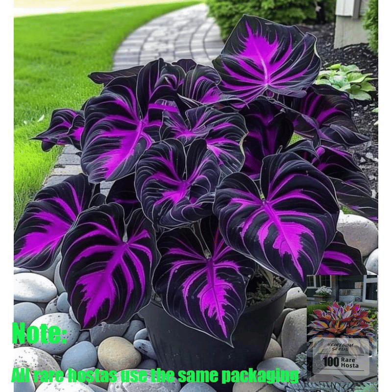 🌿 Rainbow Rare Hosta Flower Seeds🎁2025 Special Offer