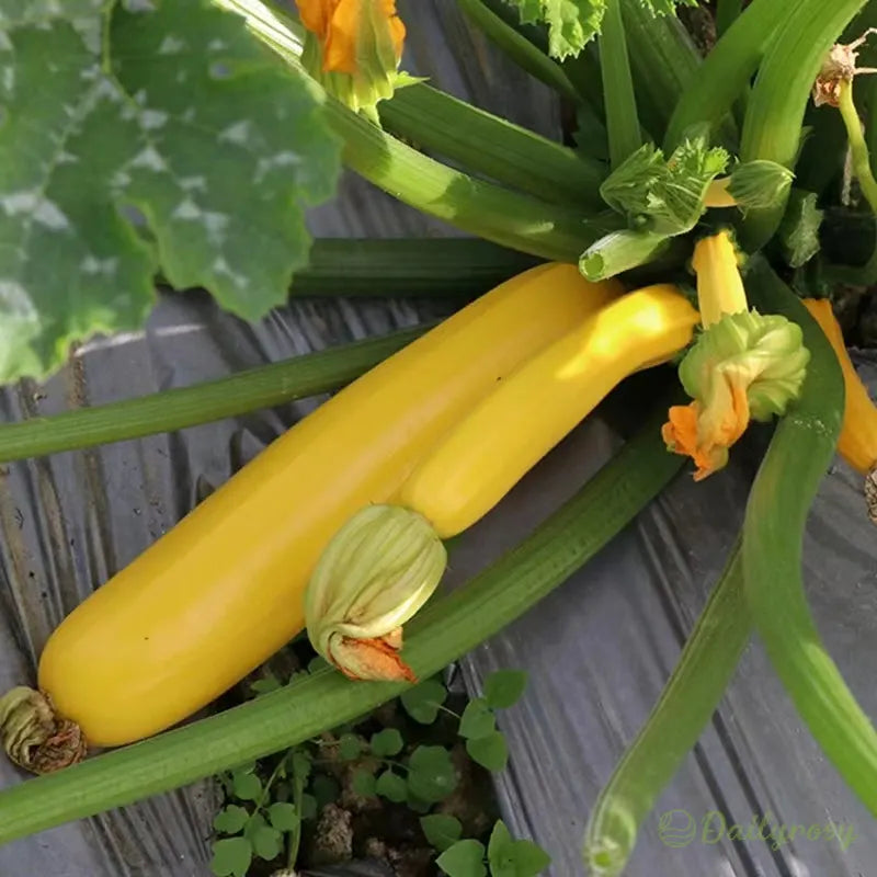 Banana Zucchini - Golden Zucchini🌿Can be planted in all seasons