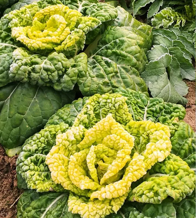 WuTat Choy: Vitamin dish