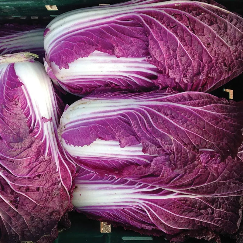 Merlot (F1) Chinese Cabbage Seed
