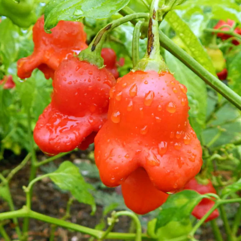 Chilli Pepper Bishops Crown Seeds (Capsicum baccatum)