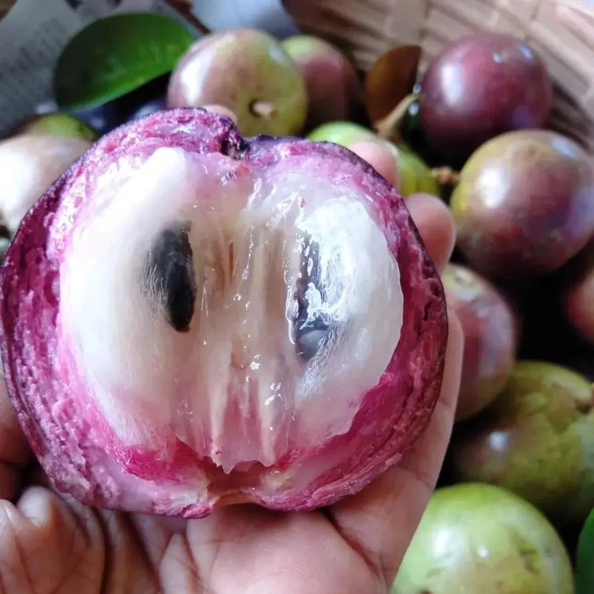 Milk Fruit Seeds-Star Apple-Chrysophyllum Cainito