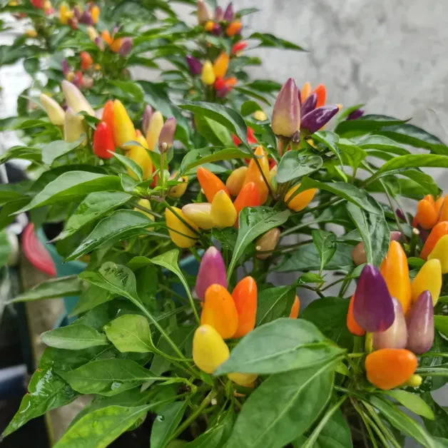 🌶️Non-GMO Organic Colorful Pepper Seeds