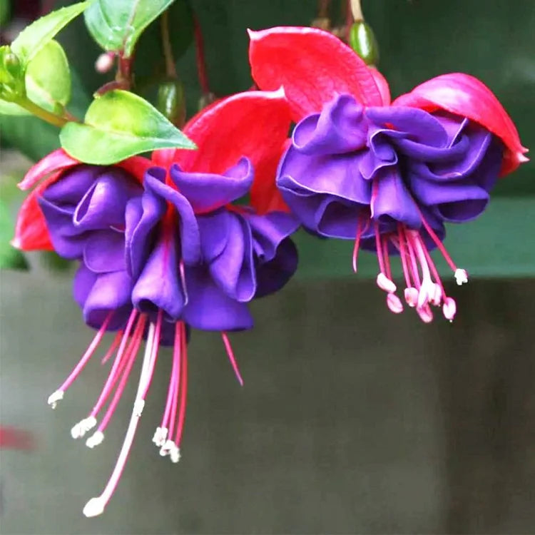 Fuchsia Seeds - Lantern flower