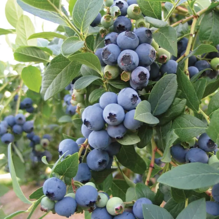 🫐 Sweet Ice Blueberry - Year-Round Harvest - Home Potted Plant - Balcony Backyard