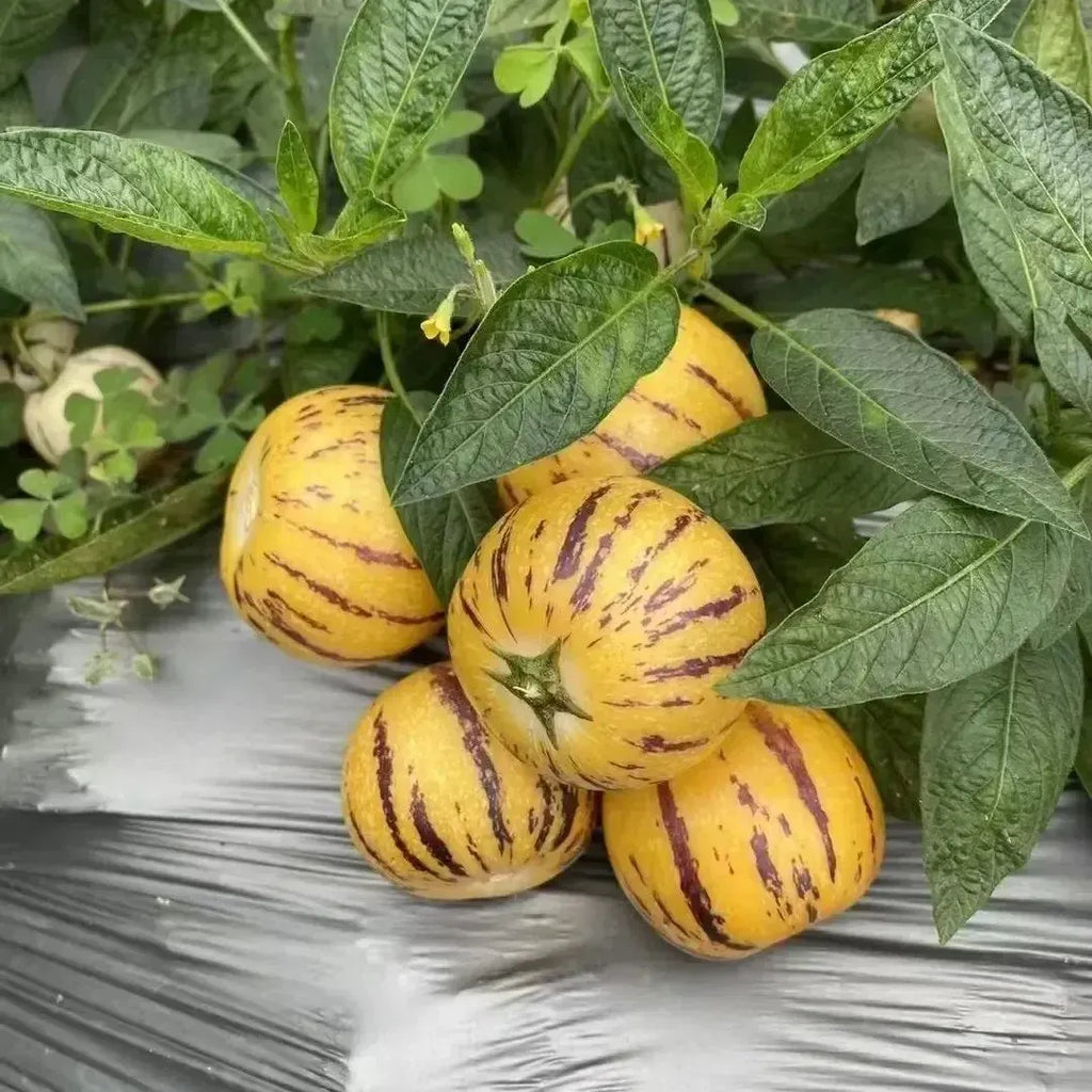 Ginseng Fruit Seeds