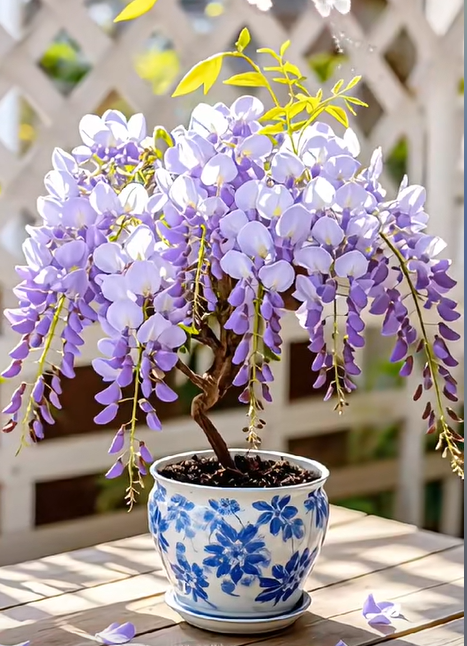 🇺🇸 Celebrate America's 250th with Red. White & Blue Wisteria Seeds 🌸