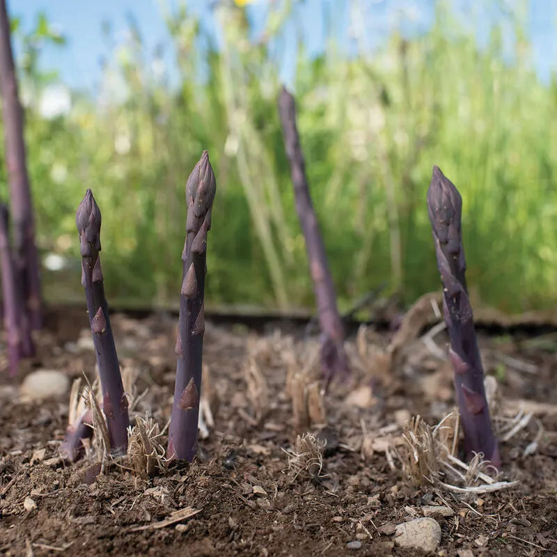 Planting Asparagus Seeds All Seasons