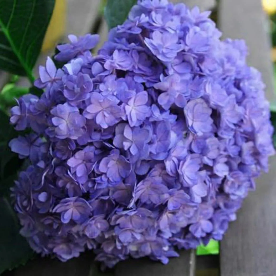 🔥 Limited Edition! Red. White & Blue Hydrangeas for America's 250th 🇺🇸