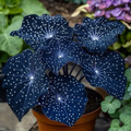 🌟Midnight blue Hosta-A Radiant Addition to Your Home! 🌟