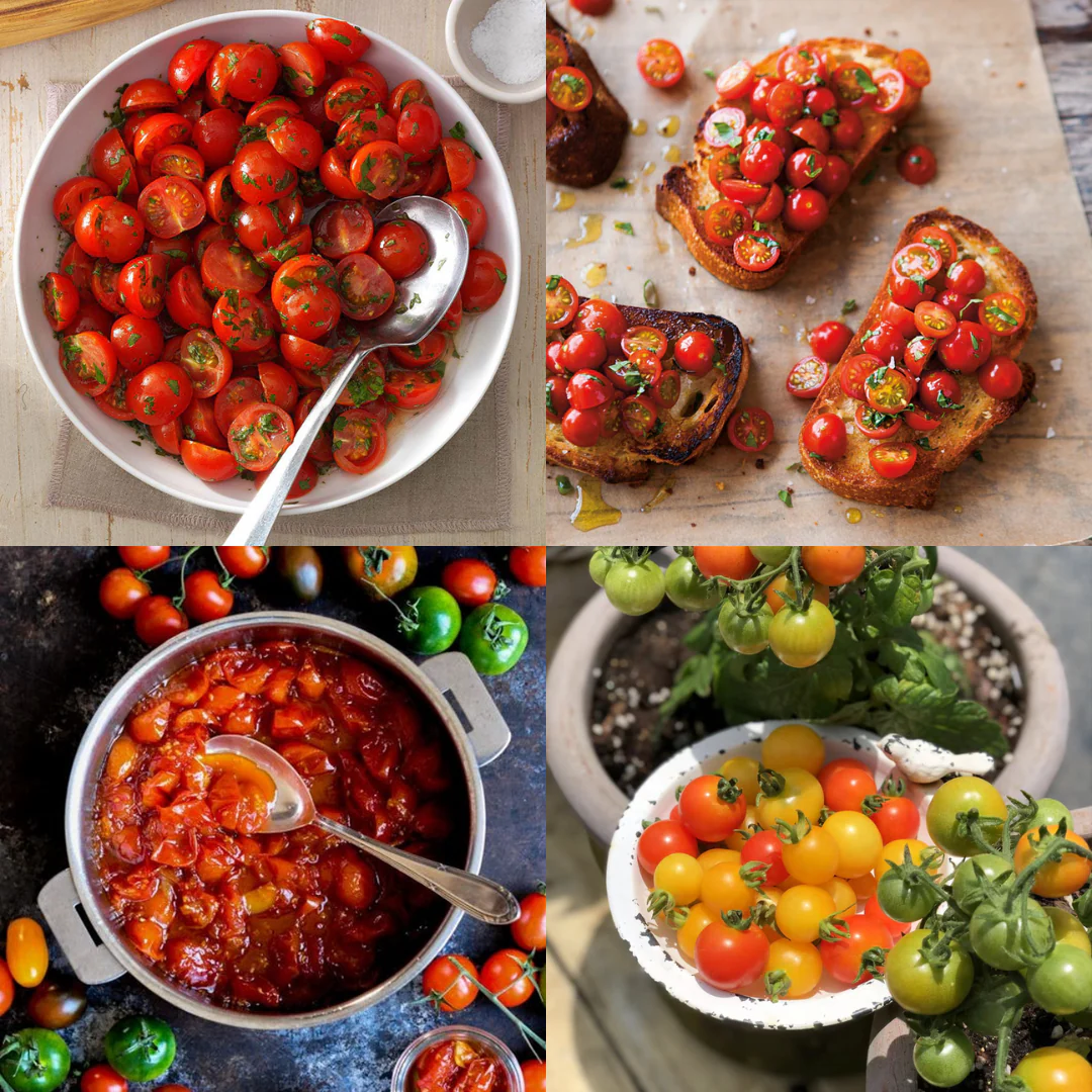 🍅🍅Potted Dwarf Tomato Seeds