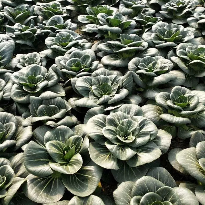 Black Pak Choi Seeds