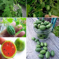🍉Rare Organic Thumb Watermelon Seeds