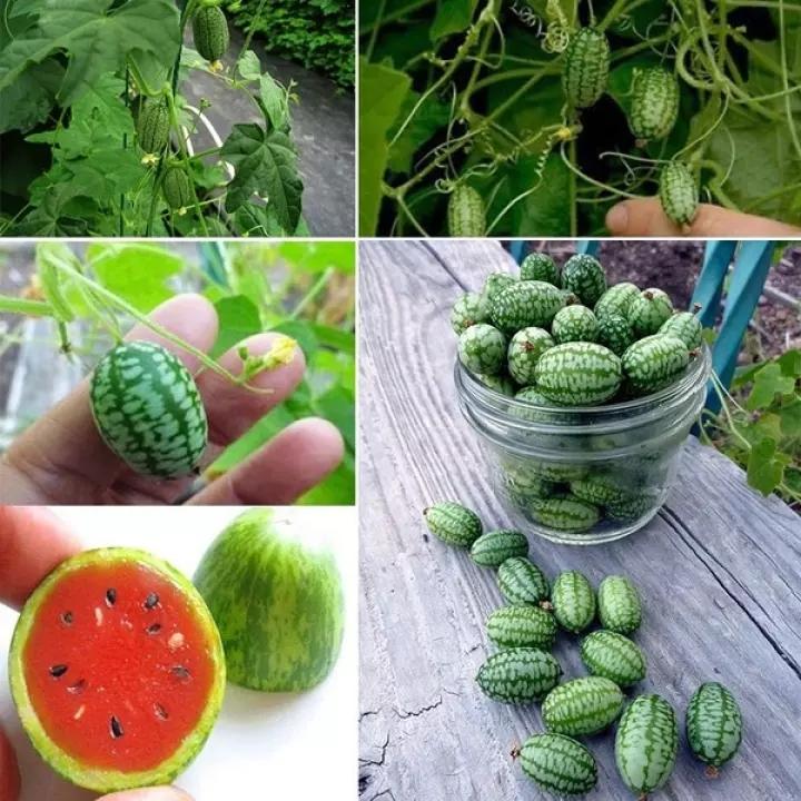 🍉Rare Organic Thumb Watermelon Seeds